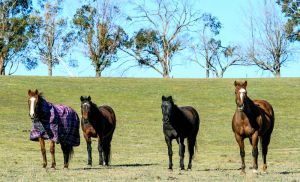 Image of Towrang Farmstay - located at Goulburn