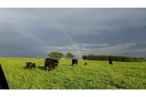Image of Big Barn Mow