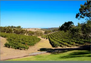 Image of Chapel Hill Winery Guest House