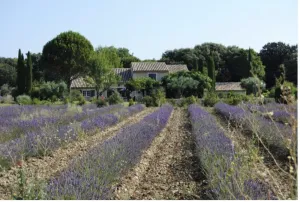 Image of Magnifique Mas Provencal en Drôme Provencale