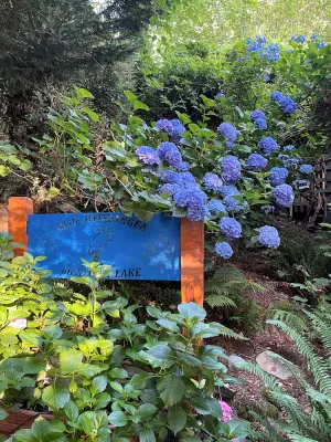 Image of BLUE HYDRANGEA LAKESIDE RETREAT SNOHOMISH WA close to Seattle, Puget Sound