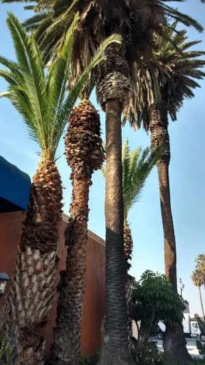 Image of Days Inn by Wyndham Los Angeles LAX/VeniceBch/Marina DelRay