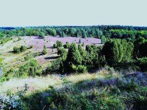 Image of Holiday apartment Walsrode for 1 - 4 persons with 2 bedrooms - Holiday house