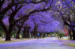 Image of Mountain View Glen Waverley Central观山阁兰