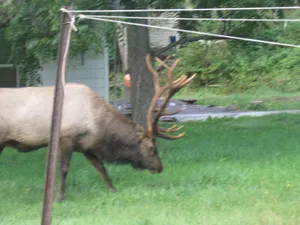 Image of Located In The Heart Of Elk Country, Bennetts Branch Lodge Is A Beautiful Home.