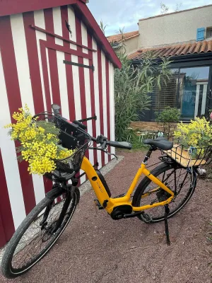 Image of LES MIMOSAS