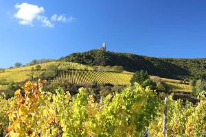 Image of Rental of an independent cottage on the Alsace Wine Route
