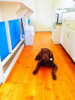 Image of Murrami Farm - Pet friendly inside and an enclosed yard.