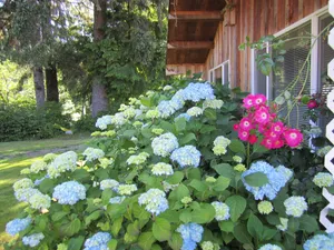 Image of Welcome to Cabin on the Middlerun  -  All Cedar Cabin On The Sol Duc River