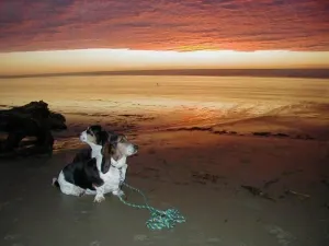 Image of Super close to Heceta Beach, Dog And kid Friendly, Fenced Yard 'Smugglers Cove'