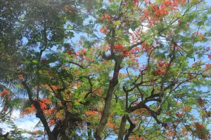 Image of The Tree House