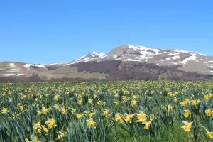 Image of Aux Balcons du Sancy
