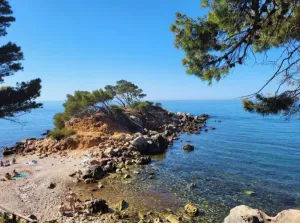 Image of Dans une Pinede au son des Cigales et a 3 mm de la mer
