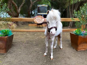Image of The Pony Experience; Glamping with Private Petting Zoo