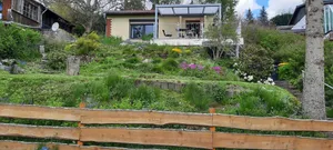 Image of Harzglück Albertine 505