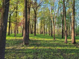 Image of Beautiful home near Branson, MO & EurekaSprings, AR.