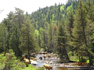 Image of Real wooden chalet for 8 people in the center of Font Romeu