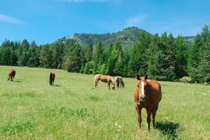 Image of RBH Mountain Ranch Home