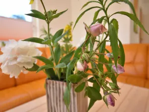 Image of B1 Ferien-Bungalow Seewind Ostseebad Rerik