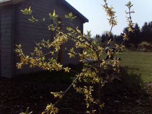 Image of Vacation home - Sunshine - Holiday home-Sonnenschein