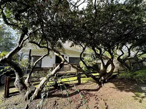 Image of Redwood Trails & Ocean Access 5 Mins Away