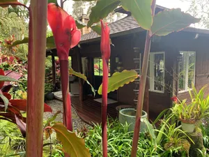 Image of Private Cottage In The Rain Forest TA065882726401