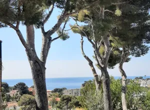 Image of House between pines and sea in a residential area