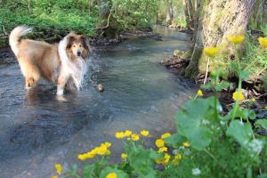 Image of ***** Ferienhaus Naturliebe 🦋 6000m² park garden at the forest, fenced, fireplace, sauna