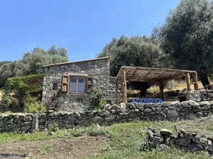 Image of Caseddu charming, small typical Corsican sheep