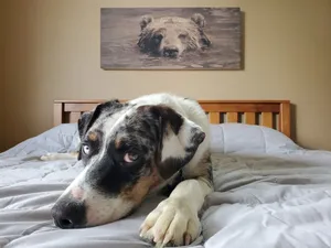 Image of Visit Tres Chivos Farmhouse\nwarm and cozy, Kids and pet friendly too!