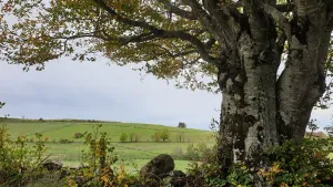 Image of Horizon Aubrac Laguiole