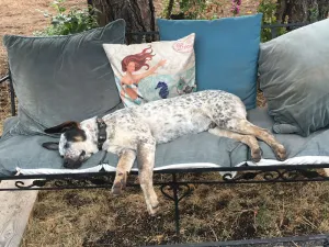 Image of Mountain Breeze - Spring is Here - Pets Welcome