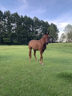 Image of RV or horse trailer hookup with pasture for horses