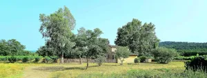 Image of Le Platane - Cuers - Gîte