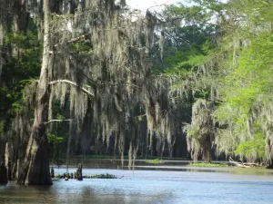 Image of New Guest House on Bayou w\/Hot tub & Spectacular view