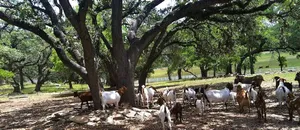 Image of MegaCabin on a 40-Acre Wildlife Preserve, Exotic Animal Sanctuary  & Horse Ranch
