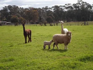 Image of Pyrenees Farm Stay Amphitheatre. (Pet friendly) Bed and Breakfast.