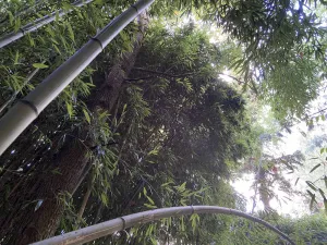 Image of Gîte du bambou bleu, dans un jardin botanique\nDisneyland Paris a 34 km