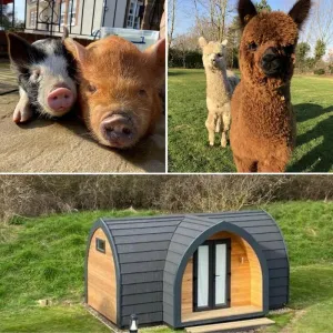 Image of The Piggery Pod
