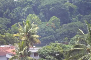Image of King Of Kandy