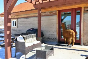 Image of A Night with the Alpacas & Alpaca Experience!