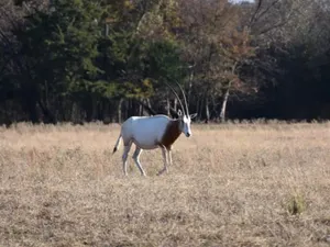 Image of RV Spot on *Exotic Animal Ranch* Campground. BRING YOUR RV