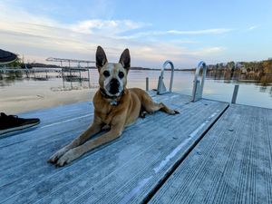 Image of Dogs Stay Free! Lakefront Bungalow with Dock