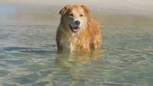 Image of Baggies On Dutchies, 9 Burbong Street - Large pet friendly house with spectacular waterviews, Wi-Fi and air con