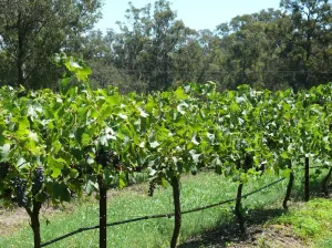 Image of 1 Bedroom Cottage, overlooking the Vineyard