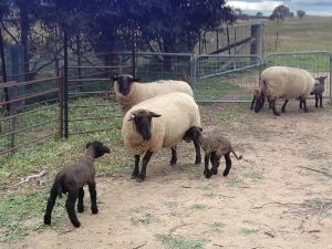 Image of Parkesbourne Farmstay