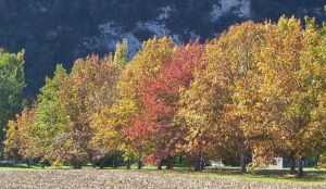 Image of Le Vigneron - What more do you need