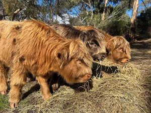 Image of Allusion Farmstay & Vineyard - Unit 2 Shiraz - Pets negotiable