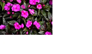 Image of Beautiful Sarasota!! Aaah!!-Relaxation,Joy,Peace & Fun!