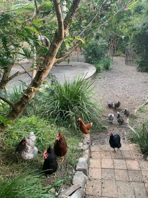 Image of Duck Heaven in Bellingen Shire